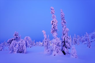 Trees in a snow-covered winter landscape