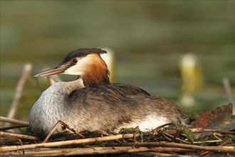 Great Crested Grebe (Podiceps cristatus) perched on the nest