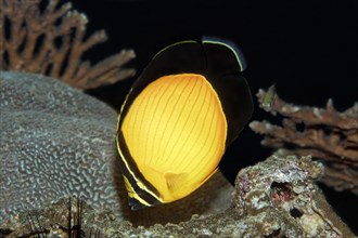 Arabian Butterflyfish (Chaetodon melapterus)