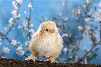 Domestic fowl chick