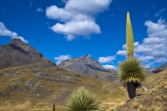 Queen of the Andes or Giant Bromeliad (Puya raimondii)
