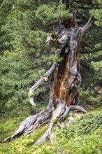 Swiss pine (Pinus cembra) in the pine forest God Tamangur