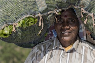 Portrait of a female tea plucker carrying a big bag of tea leaves on her head