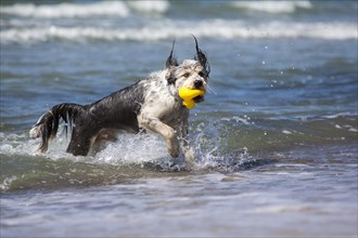 Dog coming out of the sea with a rubber duck in its mouth