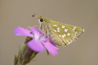 Silver-spotted Skipper (Hesperia comma) perched on a Maiden Pink (Dianthus deltoides)