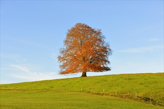 European Beech (Fagus sylvatica) in autumn