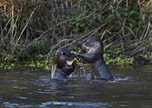 Otters (Lutra lutra) fighting