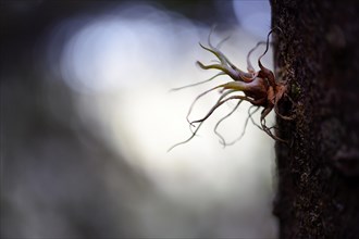 Plant growing on a tree