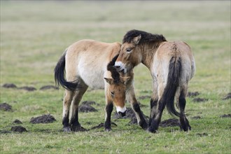 Przewalski's Horse (Equus ferus przewalskii)