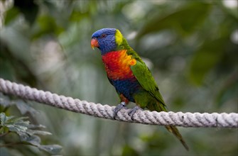 Swainson's Lorikeet or Rainbow Lorikeet (Trichoglossus haematodus moluccanus) perched on a rope in an aviary