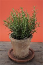 Rosemary (Rosmarinus officinalis) growing in a terracotta pot on a wooden table