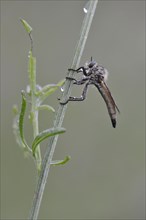 Robber Fly (Eutolmus rufibarbis)