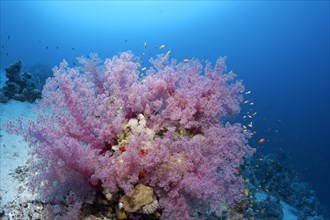 Coral block with Klunzinger soft corals (Dendronephthya klunzingeri)