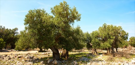 Ancient Olive trees (Olea europaea)