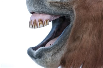 Teeth of an Icelandic horse