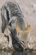Valances jackal (Canis mesomelas) feeding on the remains of an antelope carcass