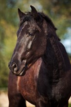 Black Menorquin stallion