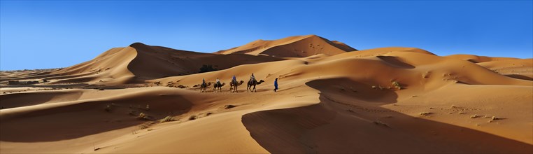 Camel ride on the Sahara sand dunes of erg Chebbi