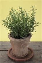 Rosemary (Rosmarinus officinalis) growing in a terracotta pot on a wooden table