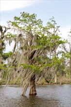 Tree covered in Spanish Moss (Tillandsia usneoides)