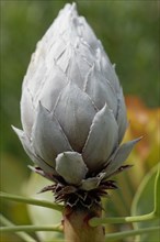 Bud of a King Protea (Protea Cynaroides)