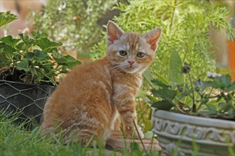 American Wirehair cat in the garden