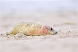 New-born gray seal (Halichoerus grypus) on the beach