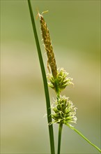 Yellow Sedge (Carex flava agg.) Tiefenbachklamm