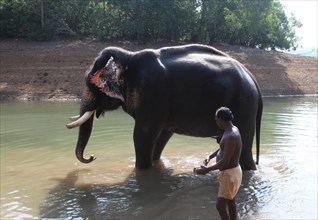 Mahut with an Asian Elephant (Elephas maximus)