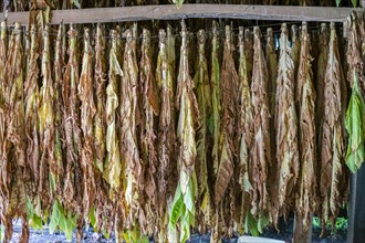 Tobacco drying in a barn