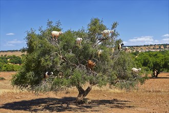 Goats feeding on Argan nuts in an Argan tree