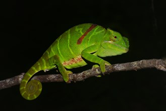 Furcifer timoni chameleon