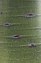 Trunk of the Kurrajong tree (Brachychiton populneus)