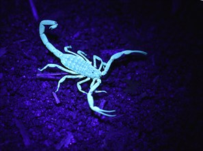 Scorpion (Scorpiones) in UV light