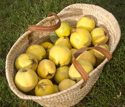 Wicker basket with freshly pear picked quince fruits ( (cydonia oblonga)