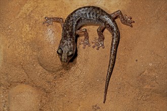 Brown cave salamander (Atylodes genei)