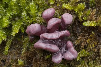 Purple Jellydisc (Ascocoryne sarcoides)