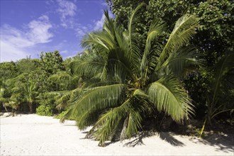 Sandy beach with coconut trees