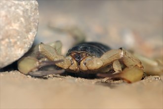 Giant Hairy Scorpion or Arizona Desert Hairy Scorpion (Hadrurus arizonensis)