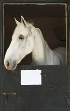 Stallion in his box stall during the Feria del Caballo Horse Fair