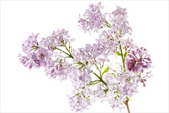 Common Lilac flowers (Syringa vulgaris)