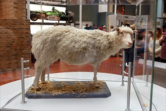 Sheep Dolly