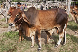 Brahman Cattle or Zebu Cattle (Bos primigenius indicus)