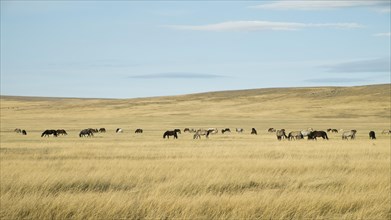 Horse herd in the steppe landscape