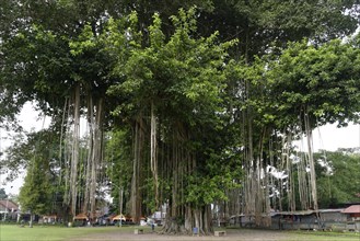 Giant Banyan Tree (Ficus benghalensis)
