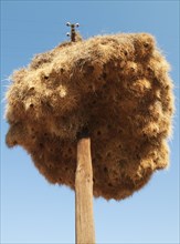 Huge communal nest of Sociable Weavers (Philetairus socius) on a telephone pole