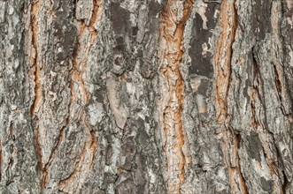 Bark of a pine tree (Pinius pinea)