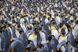 A large colony of King Penguins (Aptenodytes patagonicus)