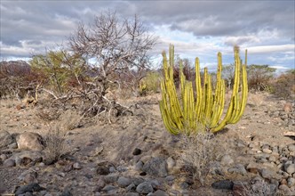 Organ Pipe Cactus (Stenocereus thurberi)