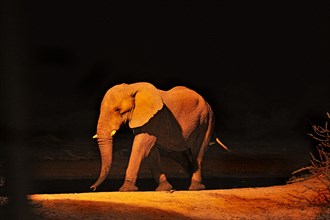 African Elephant (Loxodonta africana) at a waterhole in the evening